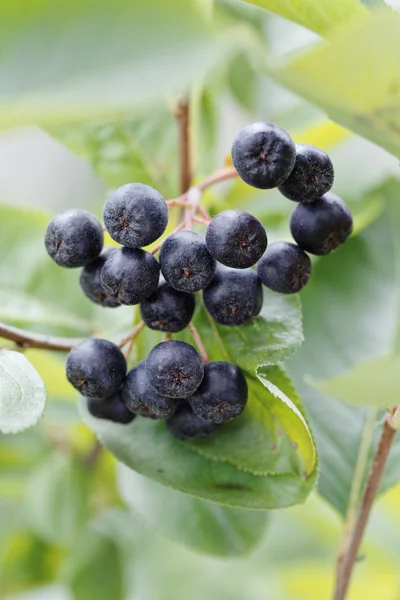 Svart Aronia på nära håll — Stockfoto