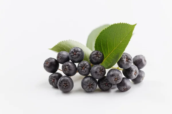 Chokeberry nero su sfondo bianco — Foto Stock