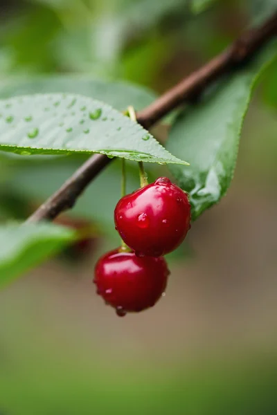 Kirschen mit Wassertropfen auf Baum — Stockfoto