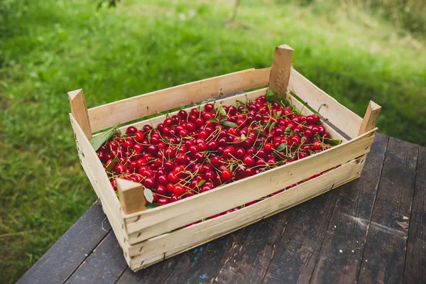 Crate of sour cherries — Stock Photo, Image