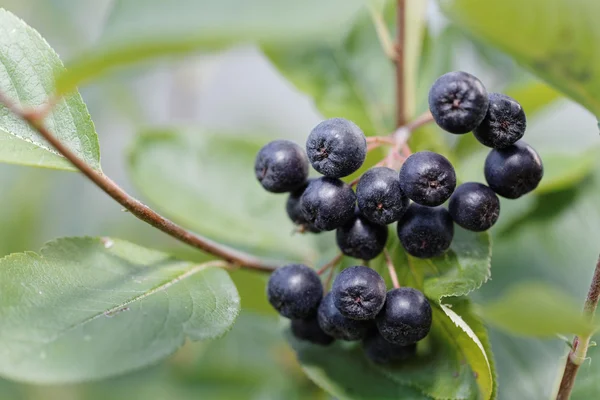 Black Chokeberry close up — Stock Image Black Chokeberry close up Stock Picture