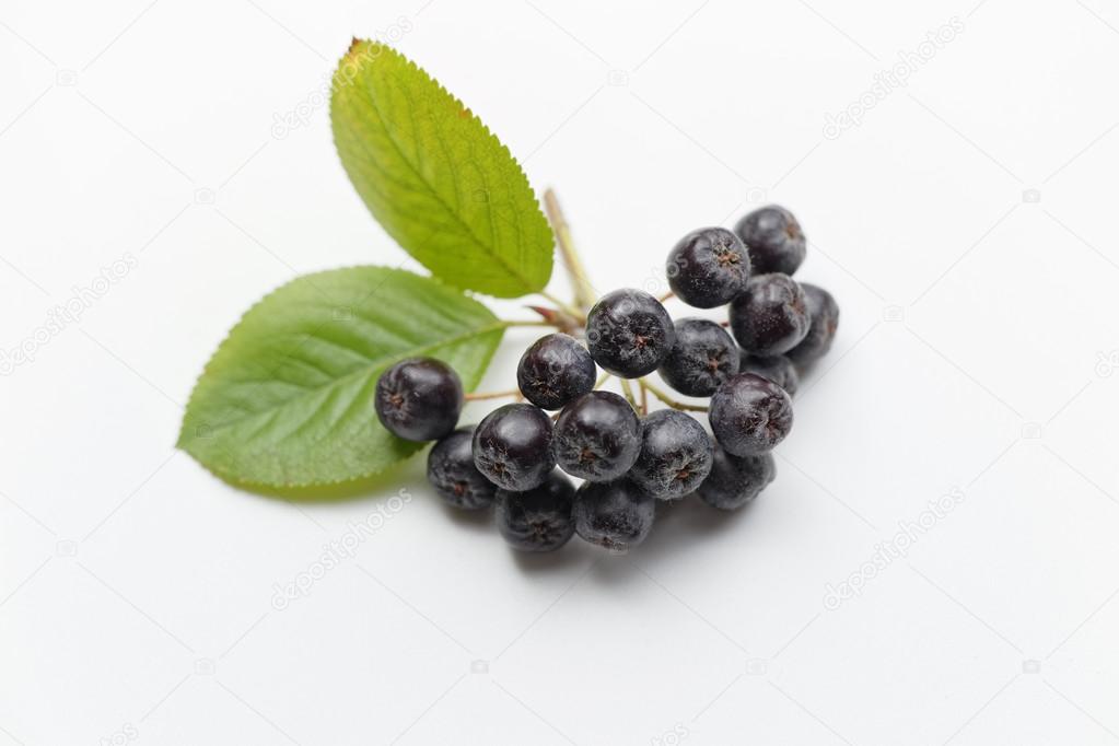 Black chokeberry on white background