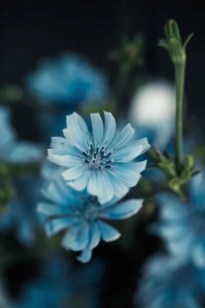 Fleurs de chicorée bleue — Photo