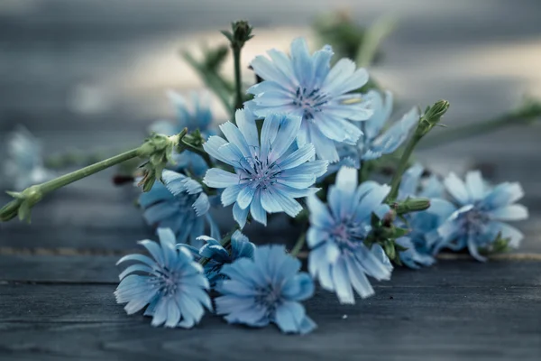 Kék cikória virág — Stock Fotó