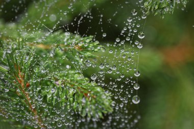 örümcek web ve yağmur damlaları
