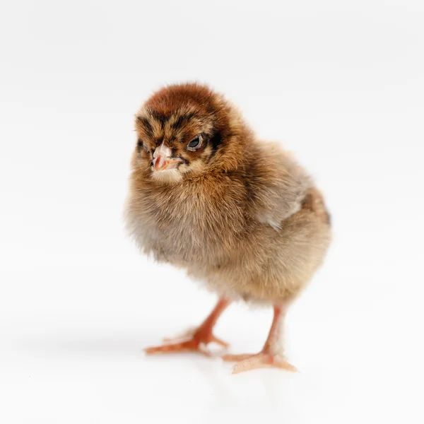 Bebé de pollo en blanco —  Fotos de Stock