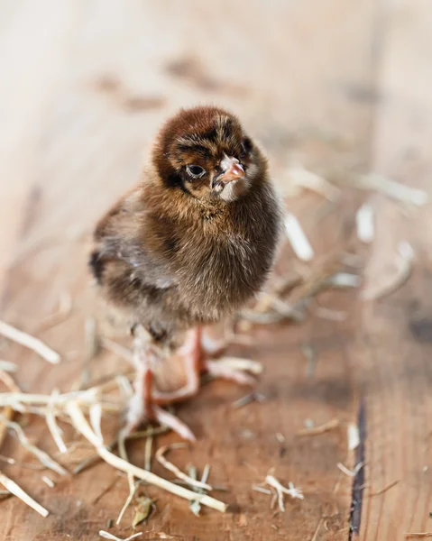 Lindo pollo bebé —  Fotos de Stock