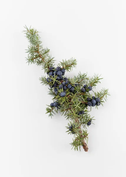 Juniper branch with berries — Stock Photo, Image