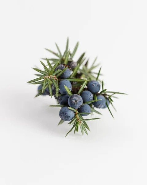 Juniper branch with berries — Stock Photo, Image