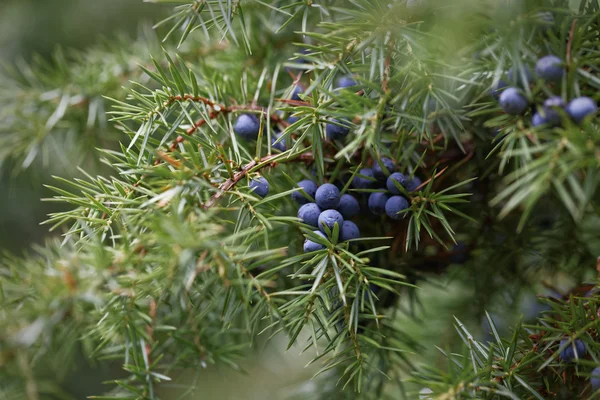 Juniper branch with berries — Stock Photo, Image