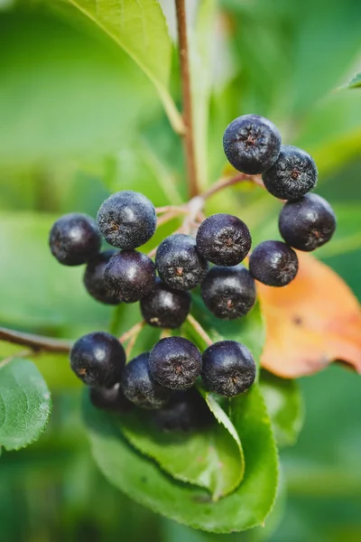 Schwarze Preiselbeere aus nächster Nähe — Stockfoto