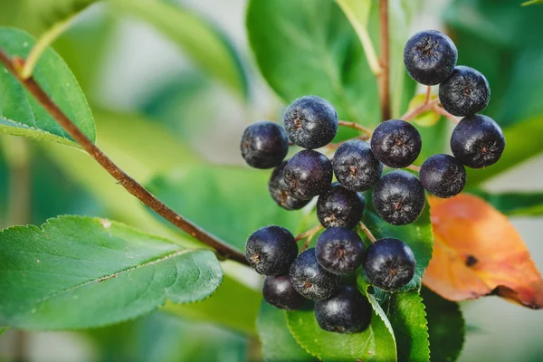 Schwarze Preiselbeere aus nächster Nähe — Stockfoto