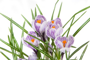 Çiğdem çiçek çiçeklenme