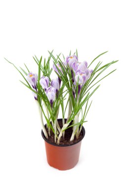 Çiğdem çiçek çiçeklenme