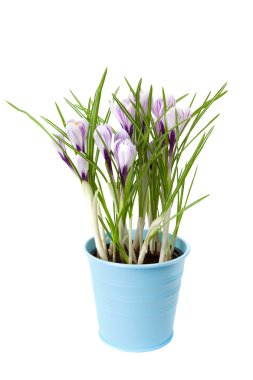 Çiğdem çiçek çiçeklenme