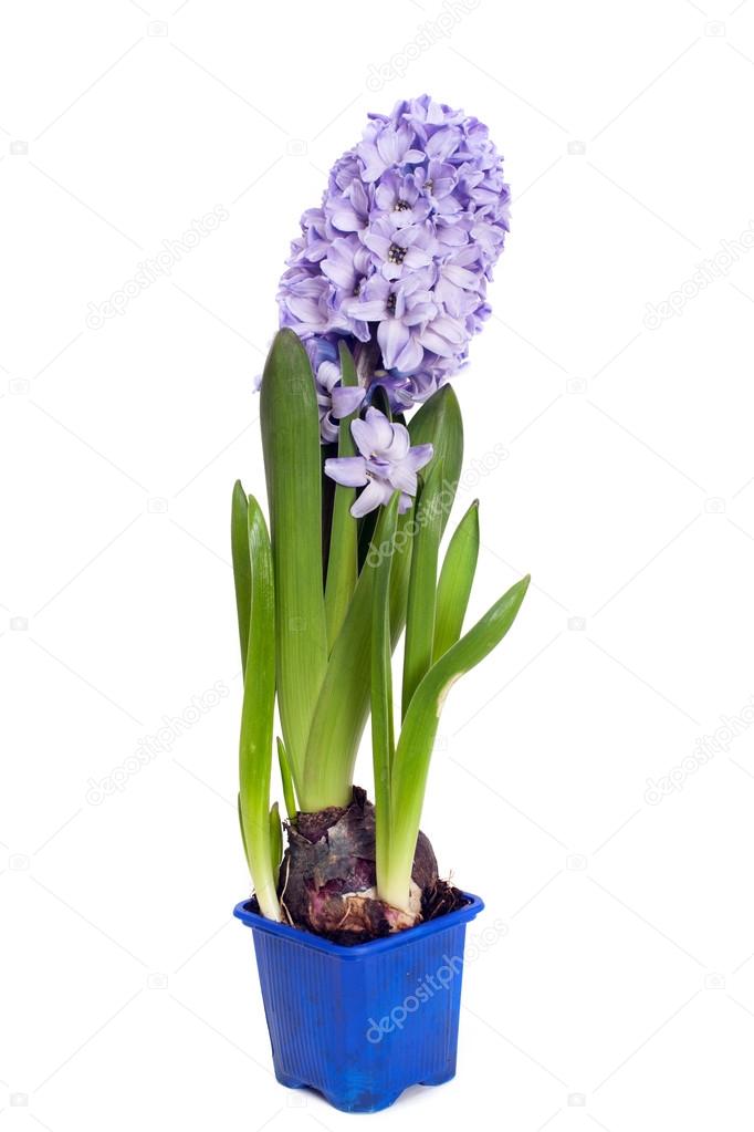 blooming hyacinth plant