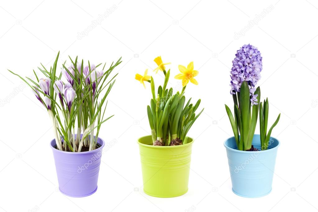 Spring flowers in pots