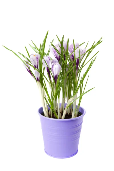 Flores de azafrán florecientes — Foto de Stock