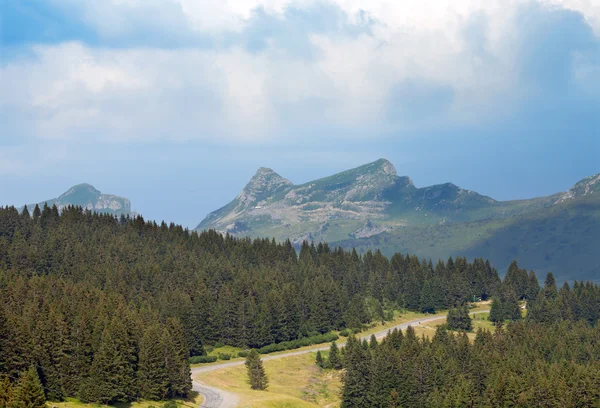 Coniferous wood in mountain — Stock Photo, Image