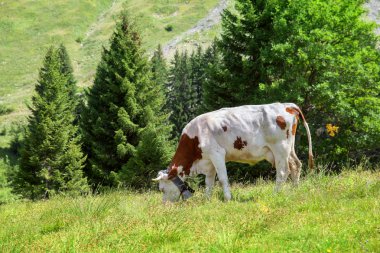 Kahverengi lekeler ile inek