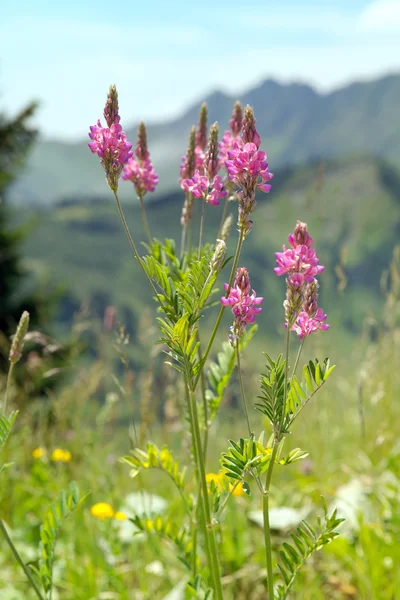 Plant with small pink flowers — Stock Photo, Image