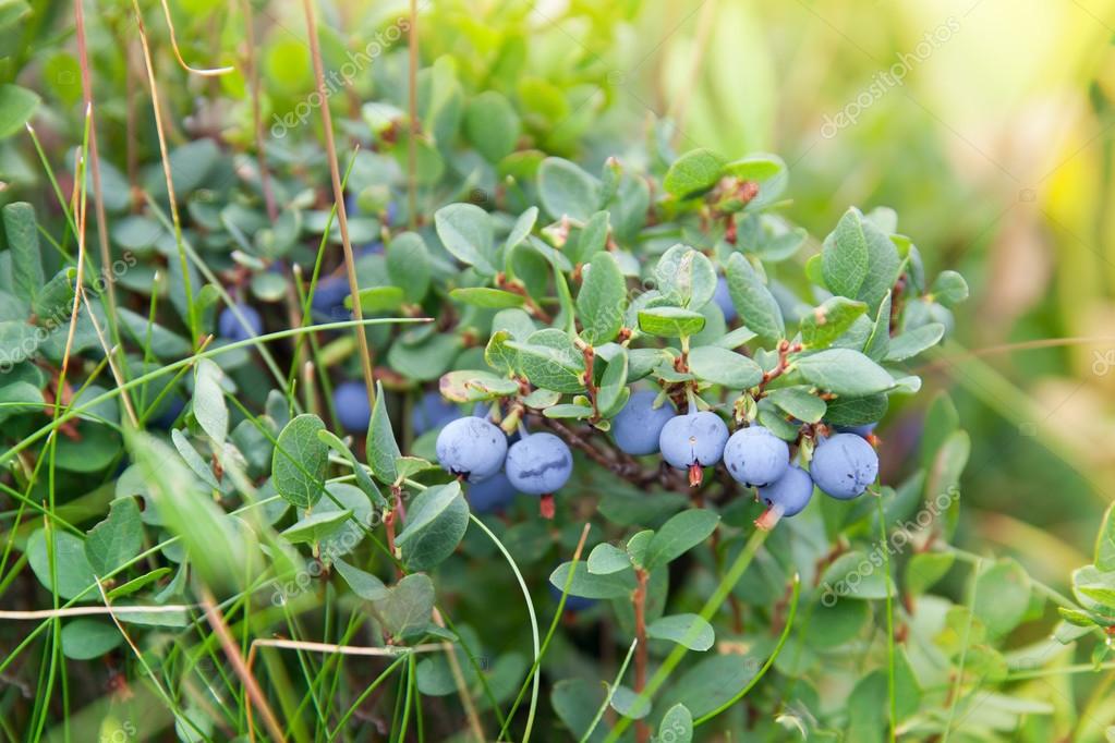 Il bambino dipinto sul muro. Leggenda nordica. Depositphotos_108434746-stock-photo-blueberry-bush-with-berries