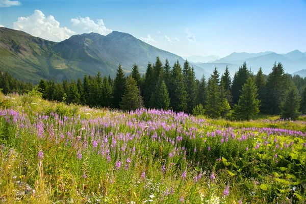 Montagna paesaggio estivo — Foto Stock