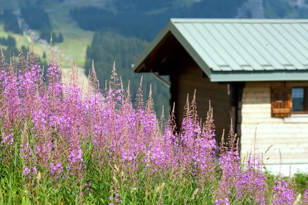 Kvetoucí epilobium angustifolium — Stock fotografie