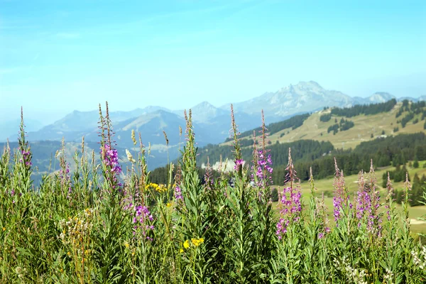 Dzikie kwiaty w górach — Zdjęcie stockowe