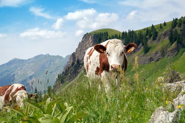 Cow on green lush meadow — Stock Photo, Image