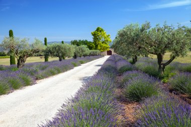 provence grupta yer yol