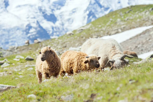 Kudde schapen op alpine weide — Stockfoto