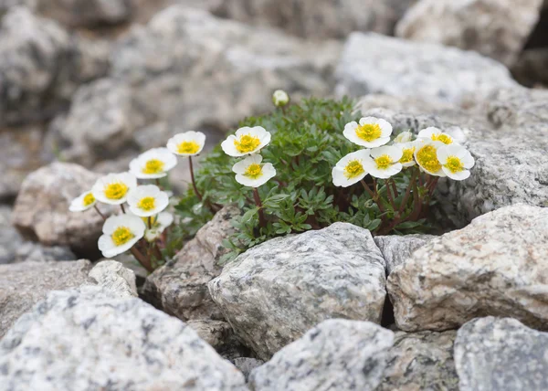 Flowers of Alpine Buttercup — Stock Photo, Image