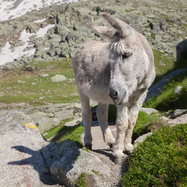 Grey donkey on stone — Stock Photo, Image