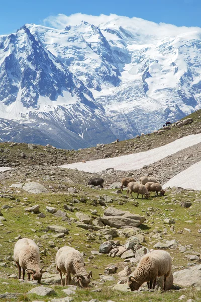 Dağda koyun sürüsünü mera — Stok fotoğraf
