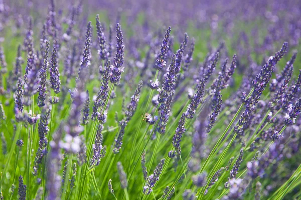 Field of blossom lavender — Stock Photo, Image