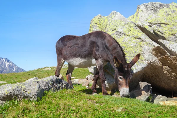 Black donkey feeds — Stock Photo, Image