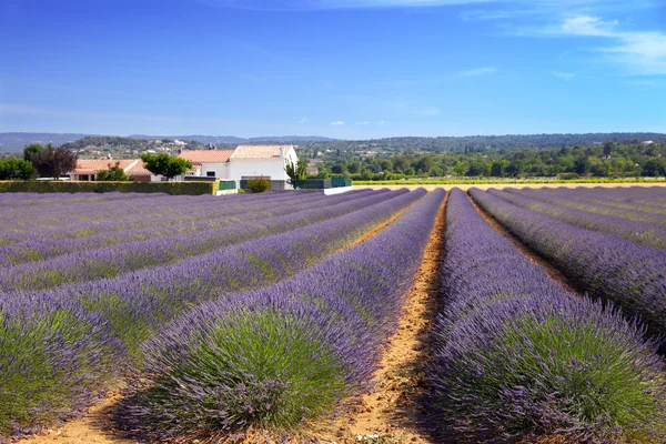 Lavender farmland in Provence — Stock Photo, Image