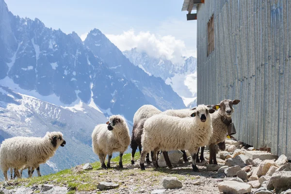 Ewes near barn in mountains — Stock Photo, Image