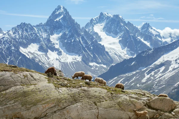 Kudde schapen in Bergen — Stockfoto