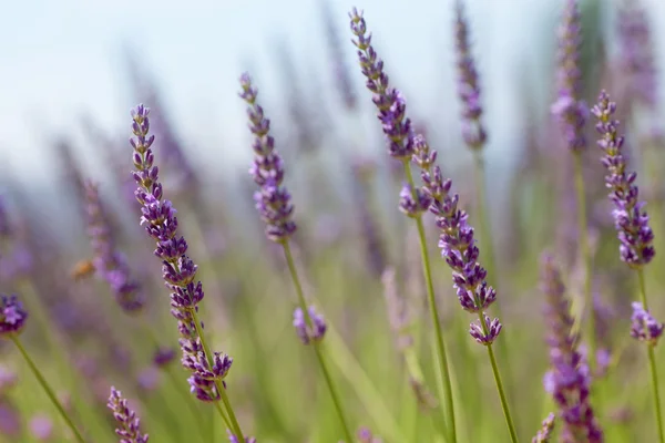 Trusses of lavander on green field — Stock Photo, Image