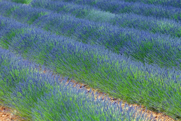 Rows of blossom lavender in Provence — Stock Photo, Image