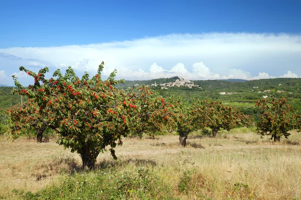 Cherry farm in Provence — Stock Photo, Image