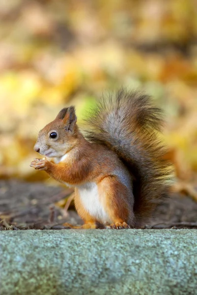 Squirrel sits and eats — Stock Photo, Image