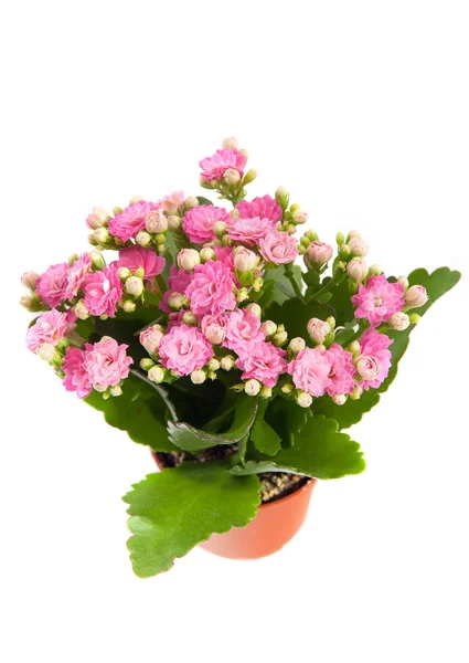 Växtstubbar med rosa blommor i kruka — Stockfoto