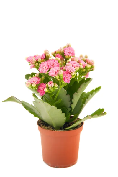 Växtstubbar med rosa blommor i kruka — Stockfoto