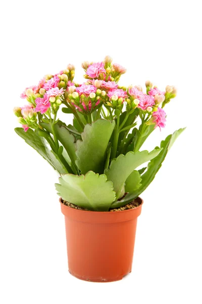 Kalanchoe s růžovými květy v hrnci — Stock fotografie