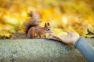 Adam yayınları sincap