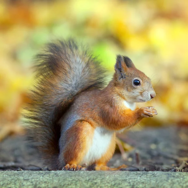 Red squirrel sits on stone — Stock Photo, Image