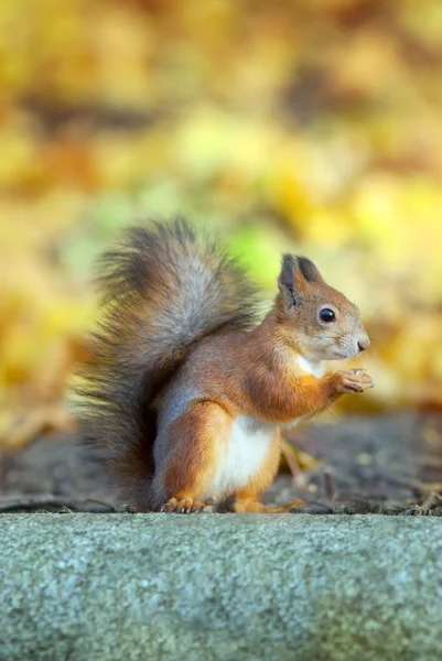 Red squirrel sits on stone — Stock Photo, Image